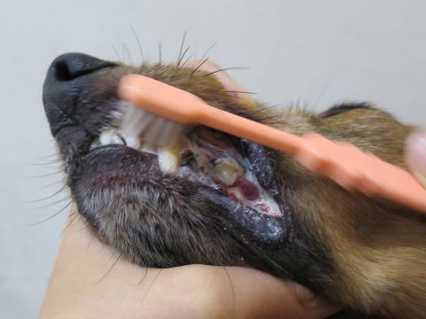 ダックスフント・ミニチュアトリミング文京区フントヒュッテ駒込hundehutte東京ダックストリミングサロン都内ゼオライトデンタルケア画像歯垢歯石除去犬歯磨き_16.jpg