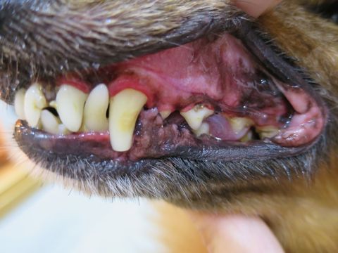ダックスフント・ミニチュアトリミング文京区フントヒュッテ駒込hundehutte東京ダックストリミングサロン都内ゼオライトデンタルケア画像歯垢歯石除去犬歯磨き_17.jpg