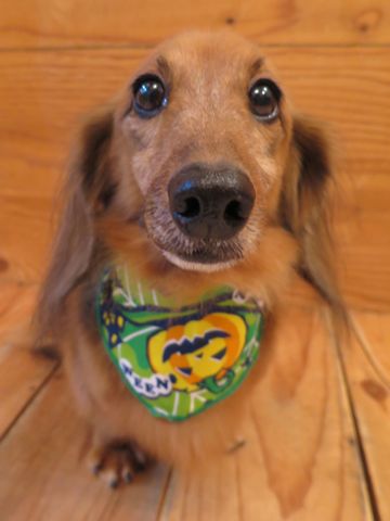 ダックスフント・ミニチュアトリミング文京区フントヒュッテ駒込hundehutte東京ダックストリミングサロン都内ゼオライトデンタルケア画像歯垢歯石除去犬歯磨き_18.jpg