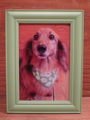 ダックスフント・ミニチュアトリミング文京区フントヒュッテ駒込hundehutte東京ダックストリミングサロン都内ゼオライトデンタルケア画像歯垢歯石除去犬歯磨き_19.jpg