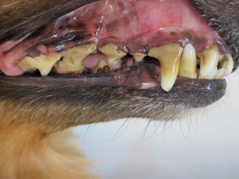 ダックスフント・ミニチュアトリミング文京区フントヒュッテ駒込hundehutte東京ダックストリミングサロン都内ゼオライトデンタルケア画像歯垢歯石除去犬歯磨き_21.jpg