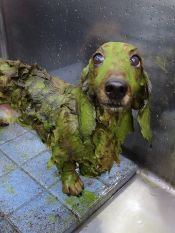 ダックスフント・ミニチュアトリミング文京区フントヒュッテ駒込hundehutte東京ダックストリミングサロン都内ゼオライトデンタルケア画像歯垢歯石除去犬歯磨き_22.jpg