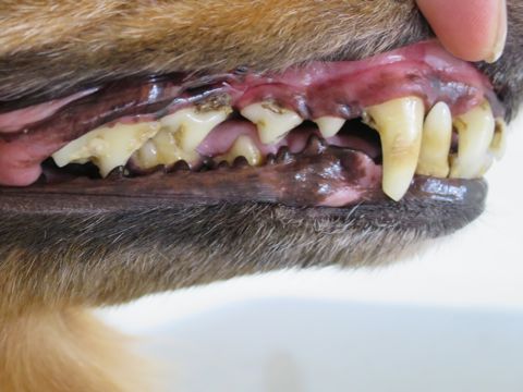 ダックスフント・ミニチュアトリミング文京区フントヒュッテ駒込hundehutte東京ダックストリミングサロン都内ゼオライトデンタルケア画像歯垢歯石除去犬歯磨き_23.jpg