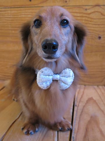 ダックスフント・ミニチュアトリミング文京区フントヒュッテ駒込hundehutte東京ダックストリミングサロン都内ゼオライトデンタルケア画像歯垢歯石除去犬歯磨き_24.jpg