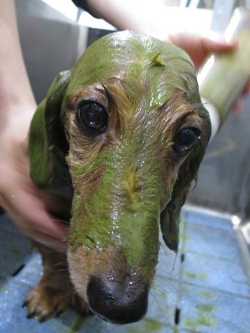 ダックスフント・ミニチュアトリミング文京区フントヒュッテ駒込hundehutte東京ダックストリミングサロン都内ゼオライトデンタルケア画像歯垢歯石除去犬歯磨き_25.jpg
