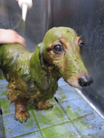 ダックスフント・ミニチュアトリミング文京区フントヒュッテ駒込hundehutte東京ダックストリミングサロン都内ゼオライトデンタルケア画像歯垢歯石除去犬歯磨き_26.jpg
