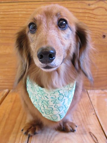 ダックスフント・ミニチュアトリミング文京区フントヒュッテ駒込hundehutte東京ダックストリミングサロン都内ゼオライトデンタルケア画像歯垢歯石除去犬歯磨き_27.jpg
