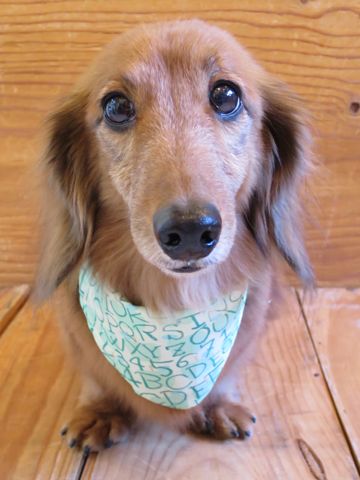 ダックスフント・ミニチュアトリミング文京区フントヒュッテ駒込hundehutte東京ダックストリミングサロン都内ゼオライトデンタルケア画像歯垢歯石除去犬歯磨き_28.jpg