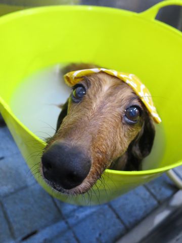 ダックスフント・ミニチュアトリミング文京区フントヒュッテ駒込hundehutte東京ダックストリミングサロン都内ゼオライトデンタルケア画像歯垢歯石除去犬歯磨き_29.jpg