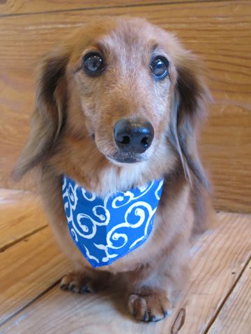 ダックスフント・ミニチュアトリミング文京区フントヒュッテ駒込hundehutte東京ダックストリミングサロン都内ゼオライトデンタルケア画像歯垢歯石除去犬歯磨き_30.jpg