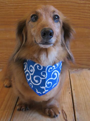 ダックスフント・ミニチュアトリミング文京区フントヒュッテ駒込hundehutte東京ダックストリミングサロン都内ゼオライトデンタルケア画像歯垢歯石除去犬歯磨き_31.jpg