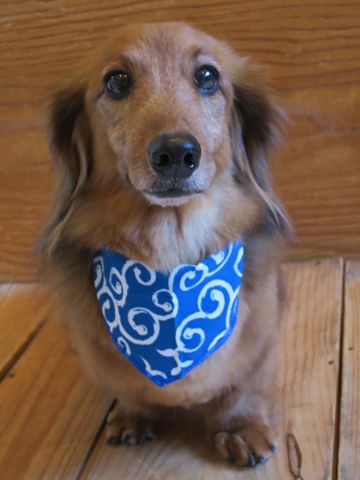 ダックスフント・ミニチュアトリミング文京区フントヒュッテ駒込hundehutte東京ダックストリミングサロン都内ゼオライトデンタルケア画像歯垢歯石除去犬歯磨き_32.jpg