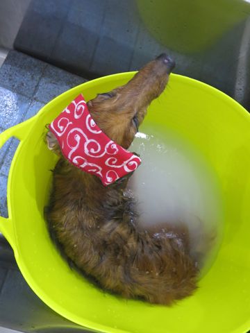 ダックスフント・ミニチュアトリミング文京区フントヒュッテ駒込hundehutte東京ダックストリミングサロン都内ゼオライトデンタルケア画像歯垢歯石除去犬歯磨き_33.jpg