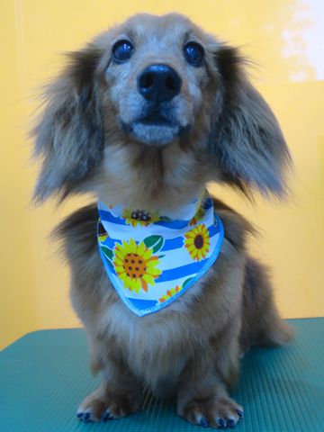 ダックスフント・ミニチュアトリミング文京区フントヒュッテ駒込hundehutte東京ダックストリミングサロン都内ゼオライトデンタルケア画像歯垢歯石除去犬歯磨き_34.jpg