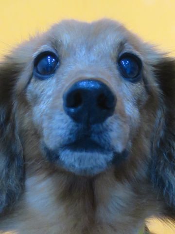ダックスフント・ミニチュアトリミング文京区フントヒュッテ駒込hundehutte東京ダックストリミングサロン都内ゼオライトデンタルケア画像歯垢歯石除去犬歯磨き_35.jpg