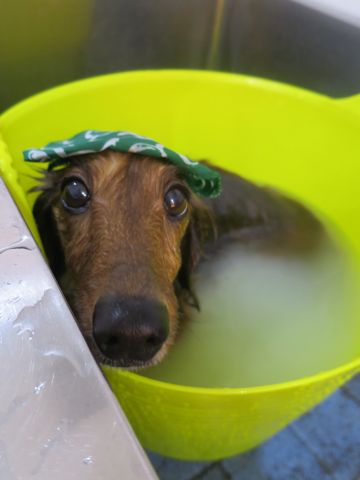 ダックスフント・ミニチュアトリミング文京区フントヒュッテ駒込hundehutte東京ダックストリミングサロン都内ゼオライトデンタルケア画像歯垢歯石除去犬歯磨き_36.jpg