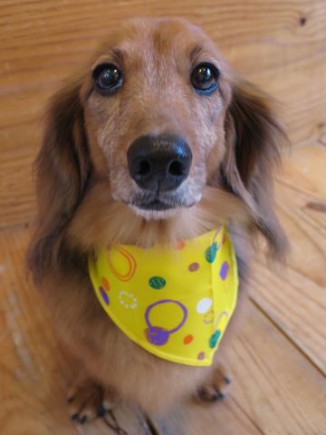 ダックスフント・ミニチュアトリミング文京区フントヒュッテ駒込hundehutte東京ダックストリミングサロン都内ゼオライトデンタルケア画像歯垢歯石除去犬歯磨き_37.jpg