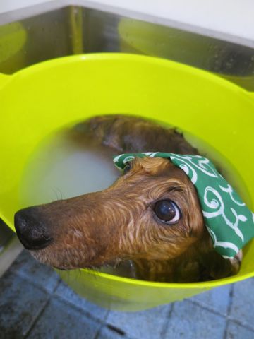 ダックスフント・ミニチュアトリミング文京区フントヒュッテ駒込hundehutte東京ダックストリミングサロン都内ゼオライトデンタルケア画像歯垢歯石除去犬歯磨き_38.jpg