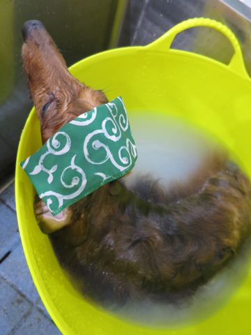 ダックスフント・ミニチュアトリミング文京区フントヒュッテ駒込hundehutte東京ダックストリミングサロン都内ゼオライトデンタルケア画像歯垢歯石除去犬歯磨き_39.jpg