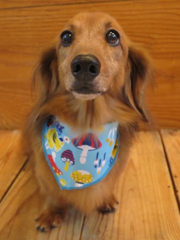 ダックスフント・ミニチュアトリミング文京区フントヒュッテ駒込hundehutte東京ダックストリミングサロン都内ゼオライトデンタルケア画像歯垢歯石除去犬歯磨き_40.jpg