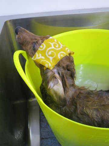 ダックスフント・ミニチュアトリミング文京区フントヒュッテ駒込hundehutte東京ダックストリミングサロン都内ゼオライトデンタルケア画像歯垢歯石除去犬歯磨き_41.jpg