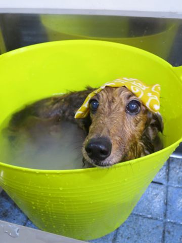 ダックスフント・ミニチュアトリミング文京区フントヒュッテ駒込hundehutte東京ダックストリミングサロン都内ゼオライトデンタルケア画像歯垢歯石除去犬歯磨き_42.jpg