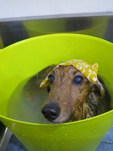 ダックスフント・ミニチュアトリミング文京区フントヒュッテ駒込hundehutte東京ダックストリミングサロン都内ゼオライトデンタルケア画像歯垢歯石除去犬歯磨き_43.jpg