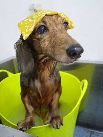 ダックスフント・ミニチュアトリミング文京区フントヒュッテ駒込hundehutte東京ダックストリミングサロン都内ゼオライトデンタルケア画像歯垢歯石除去犬歯磨き_44.jpg