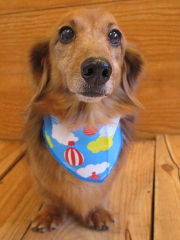 ダックスフント・ミニチュアトリミング文京区フントヒュッテ駒込hundehutte東京ダックストリミングサロン都内ゼオライトデンタルケア画像歯垢歯石除去犬歯磨き_45.jpg