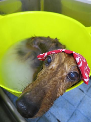 ダックスフント・ミニチュアトリミング文京区フントヒュッテ駒込hundehutte東京ダックストリミングサロン都内ゼオライトデンタルケア画像歯垢歯石除去犬歯磨き_46.jpg