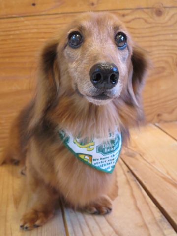 ダックスフント・ミニチュアトリミング文京区フントヒュッテ駒込hundehutte東京ダックストリミングサロン都内ゼオライトデンタルケア画像歯垢歯石除去犬歯磨き_47.jpg