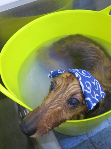 ダックスフント・ミニチュアトリミング文京区フントヒュッテ駒込hundehutte東京ダックストリミングサロン都内ゼオライトデンタルケア画像歯垢歯石除去犬歯磨き_48.jpg
