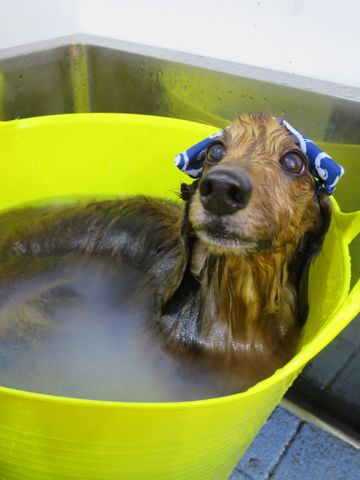 ダックスフント・ミニチュアトリミング文京区フントヒュッテ駒込hundehutte東京ダックストリミングサロン都内ゼオライトデンタルケア画像歯垢歯石除去犬歯磨き_49.jpg