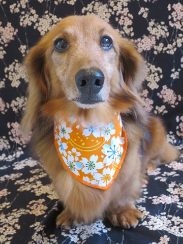 ダックスフント・ミニチュアトリミング文京区フントヒュッテ駒込hundehutte東京ダックストリミングサロン都内ゼオライトデンタルケア画像歯垢歯石除去犬歯磨き_50.jpg