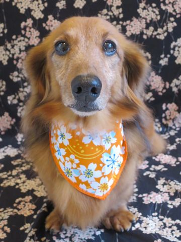 ダックスフント・ミニチュアトリミング文京区フントヒュッテ駒込hundehutte東京ダックストリミングサロン都内ゼオライトデンタルケア画像歯垢歯石除去犬歯磨き_51.jpg