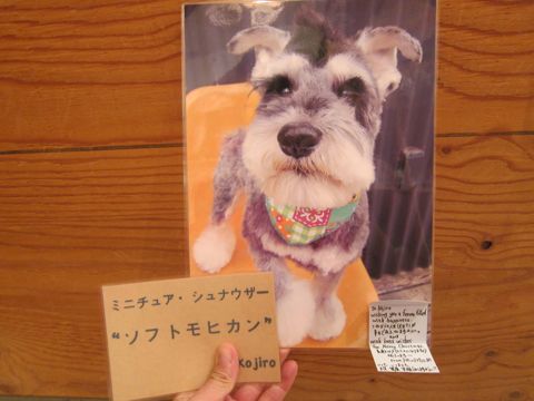ミニチュア・シュナウザートリミング文京区フントヒュッテ駒込hundehutteミニチュアシュナウザートリミングサロン都内Mシュナカット画像東京シュナ性格体重寿命ブログ_16.jpg
