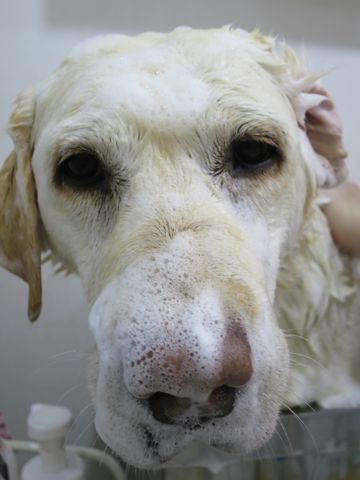ラブラドール・レトリバートリミング文京区フントヒュッテ駒込大型犬トリミング東京かわいいラブラドールレトリバー画像大型犬トリミングサロン都内hundehutte_7.jpg