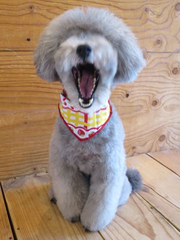 トイ・プードルトリミングサロン都内フントヒュッテ駒込トイプードルシルバーカット画像文京区犬歯磨きゼオライトデンタルケア東京温泉犬ハーブパック効果_27.jpg