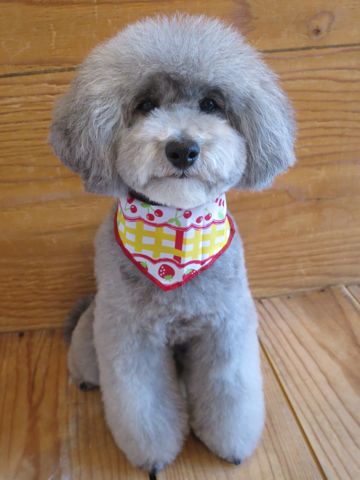 トイ・プードルトリミングサロン都内フントヒュッテ駒込トイプードルシルバーカット画像文京区犬歯磨きゼオライトデンタルケア東京温泉犬ハーブパック効果_28.jpg