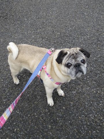 パグトリミング文京区パグトリミングサロン都内パグトリミング料金東京フントヒュッテ駒込hundehutte画像パグブスかわ犬鼻ぺちゃ犬パグ性格特徴色Pug_39.jpg
