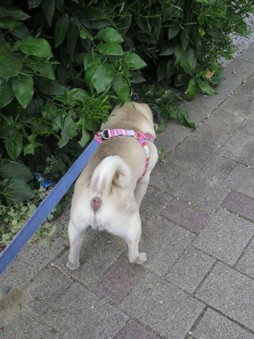 パグトリミング文京区パグトリミングサロン都内パグトリミング料金東京フントヒュッテ駒込hundehutte画像パグブスかわ犬鼻ぺちゃ犬パグ性格特徴色Pug_40.jpg