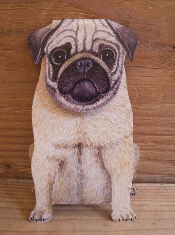 パグトリミング文京区パグトリミングサロン都内パグトリミング料金東京フントヒュッテ駒込hundehutte画像パグブスかわ犬鼻ぺちゃ犬パグ性格特徴色Pug_42.jpg
