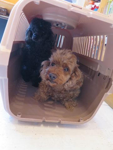 トイ・プードルペットホテル都内フントヒュッテ駒込犬おあずかり様子おさんぽ文京区hundehutte東京ドッグホテルトイプードル犬ホテル料金ペットホテルblog_34.jpg