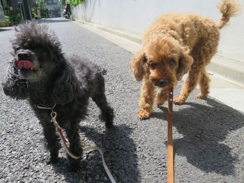 トイ・プードルペットホテル都内フントヒュッテ駒込犬おあずかり様子おさんぽ文京区hundehutte東京ドッグホテルトイプードル犬ホテル料金ペットホテルblog_35.jpg