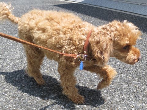 トイ・プードルペットホテル都内フントヒュッテ駒込犬おあずかり様子おさんぽ文京区hundehutte東京ドッグホテルトイプードル犬ホテル料金ペットホテルblog_36.jpg