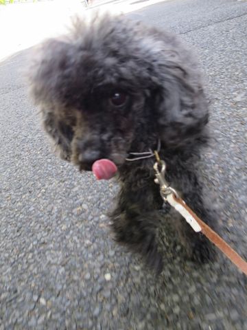 トイ・プードルペットホテル都内フントヒュッテ駒込犬おあずかり様子おさんぽ文京区hundehutte東京ドッグホテルトイプードル犬ホテル料金ペットホテルblog_37.jpg