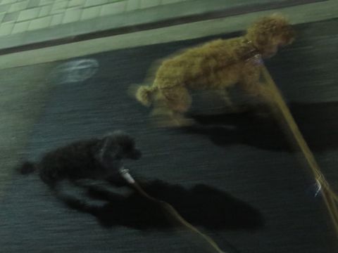 トイ・プードルペットホテル都内フントヒュッテ駒込犬おあずかり様子おさんぽ文京区hundehutte東京ドッグホテルトイプードル犬ホテル料金ペットホテルblog_38.jpg