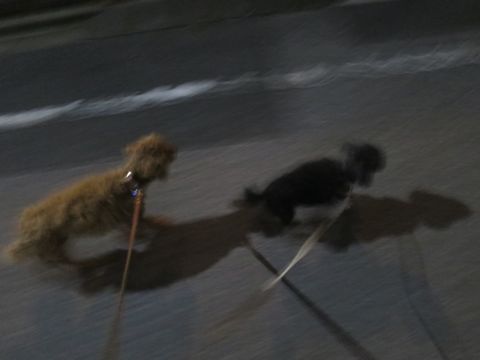 トイ・プードルペットホテル都内フントヒュッテ駒込犬おあずかり様子おさんぽ文京区hundehutte東京ドッグホテルトイプードル犬ホテル料金ペットホテルblog_39.jpg
