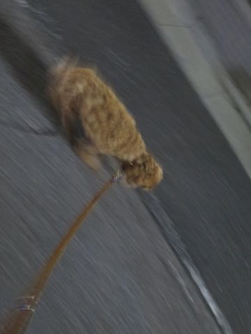 トイ・プードルペットホテル都内フントヒュッテ駒込犬おあずかり様子おさんぽ文京区hundehutte東京ドッグホテルトイプードル犬ホテル料金ペットホテルblog_42.jpg