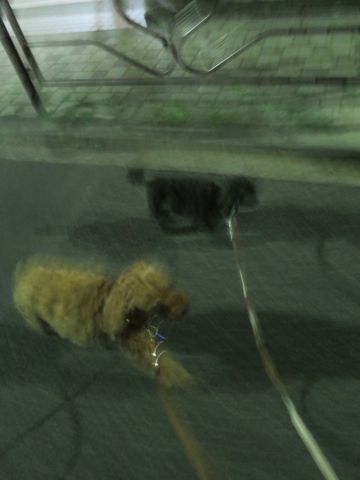 トイ・プードルペットホテル都内フントヒュッテ駒込犬おあずかり様子おさんぽ文京区hundehutte東京ドッグホテルトイプードル犬ホテル料金ペットホテルblog_43.jpg